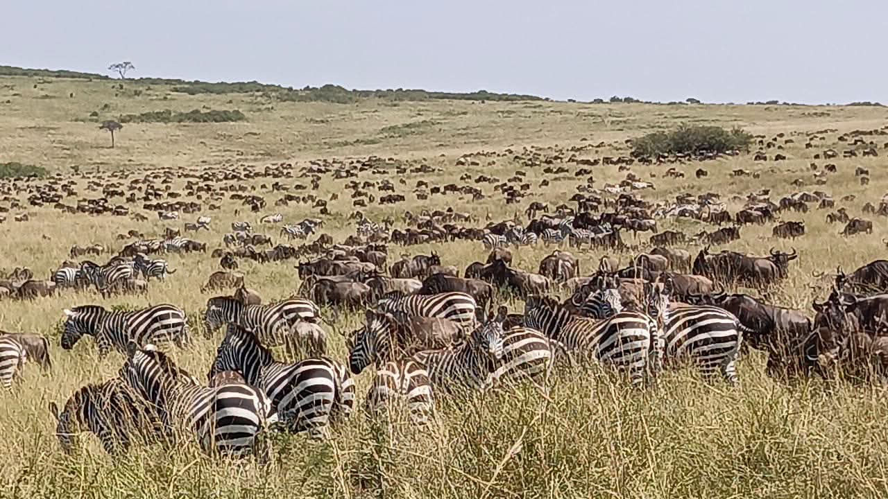 The Great Wildebeest Migration Safari Experience in Kenya & Tanzania