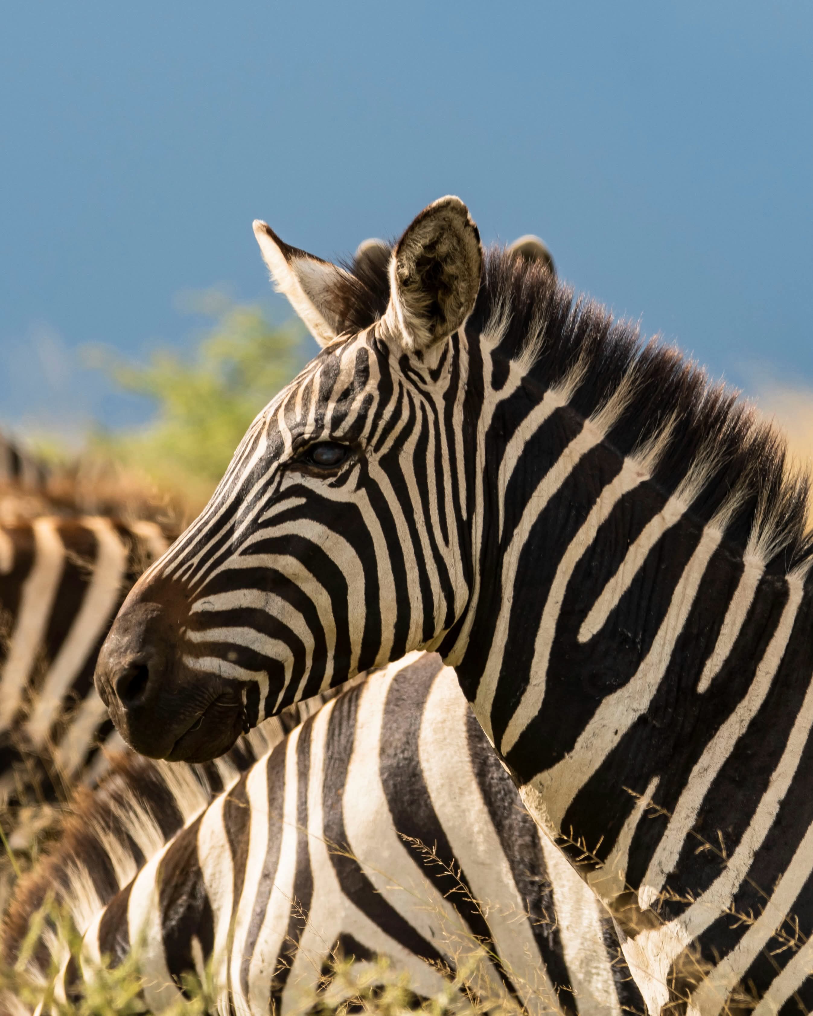 Great Wildebeest Migration Safari in Kenya 2026- Masai Mara Safari Experience in Kenya