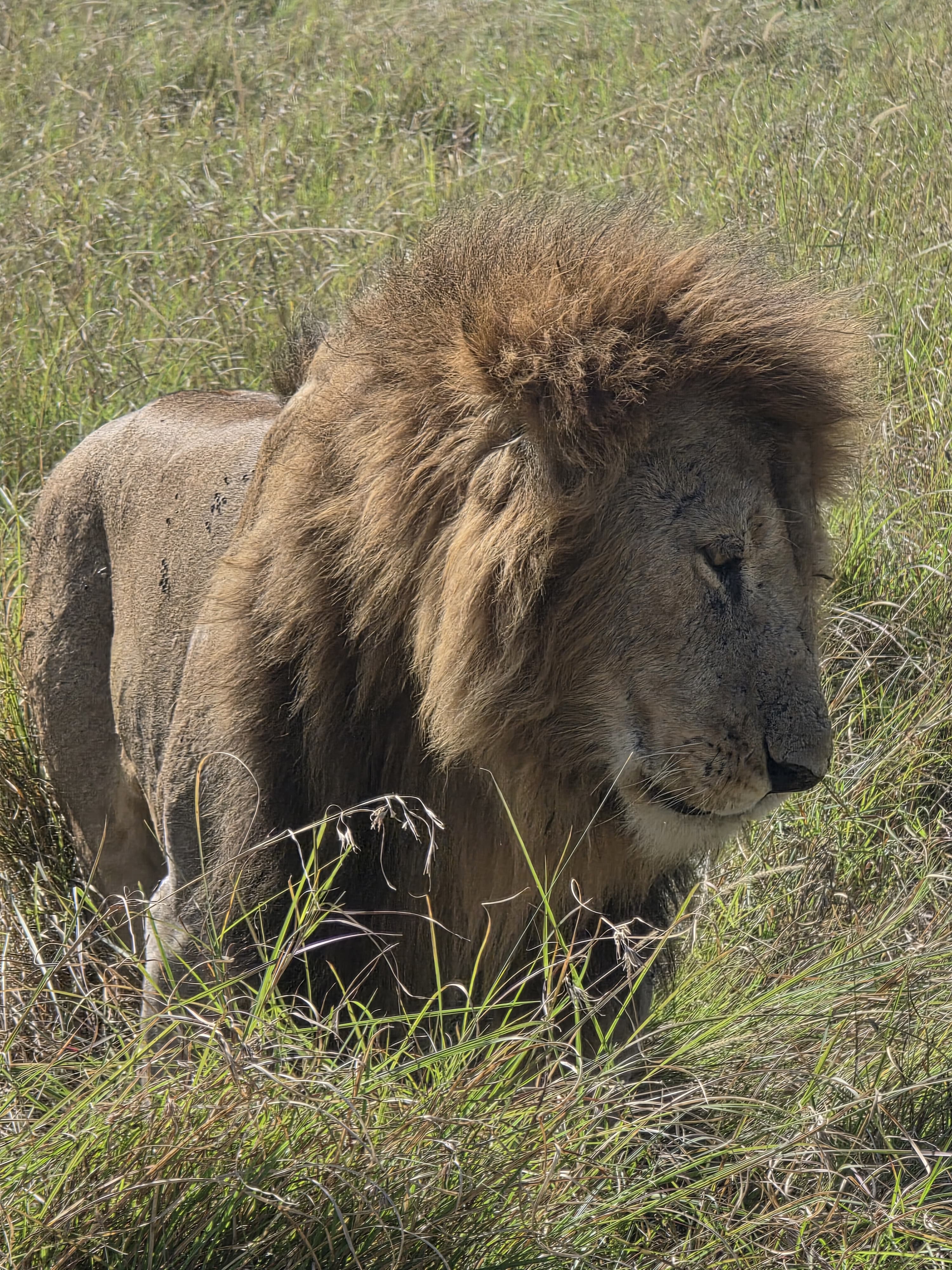3 Days 2 Nights Masai Mara Safari Experience - Wildebeest Migration Safari