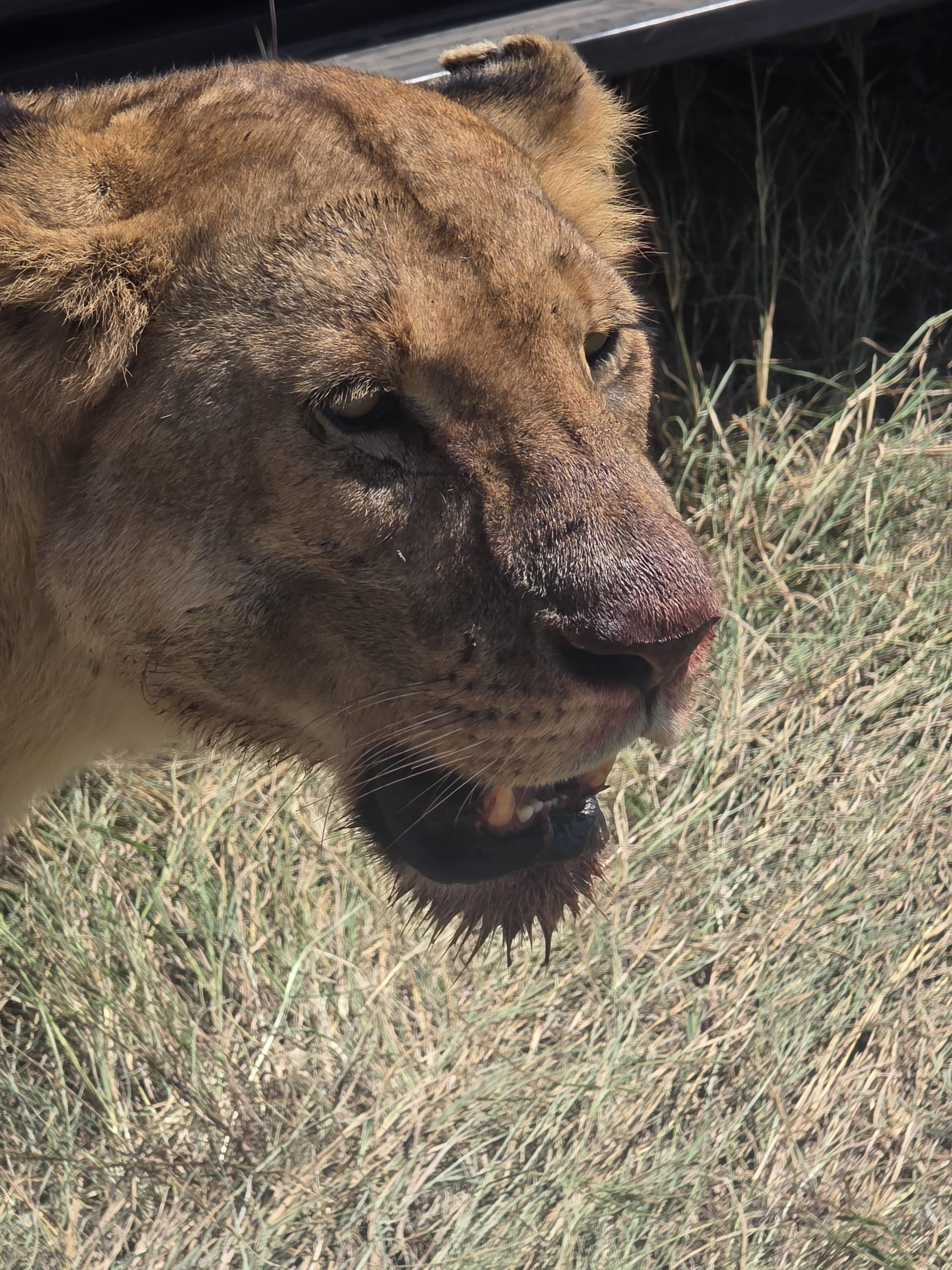 3 Days 2 Nights Masai Mara Safari Experience
