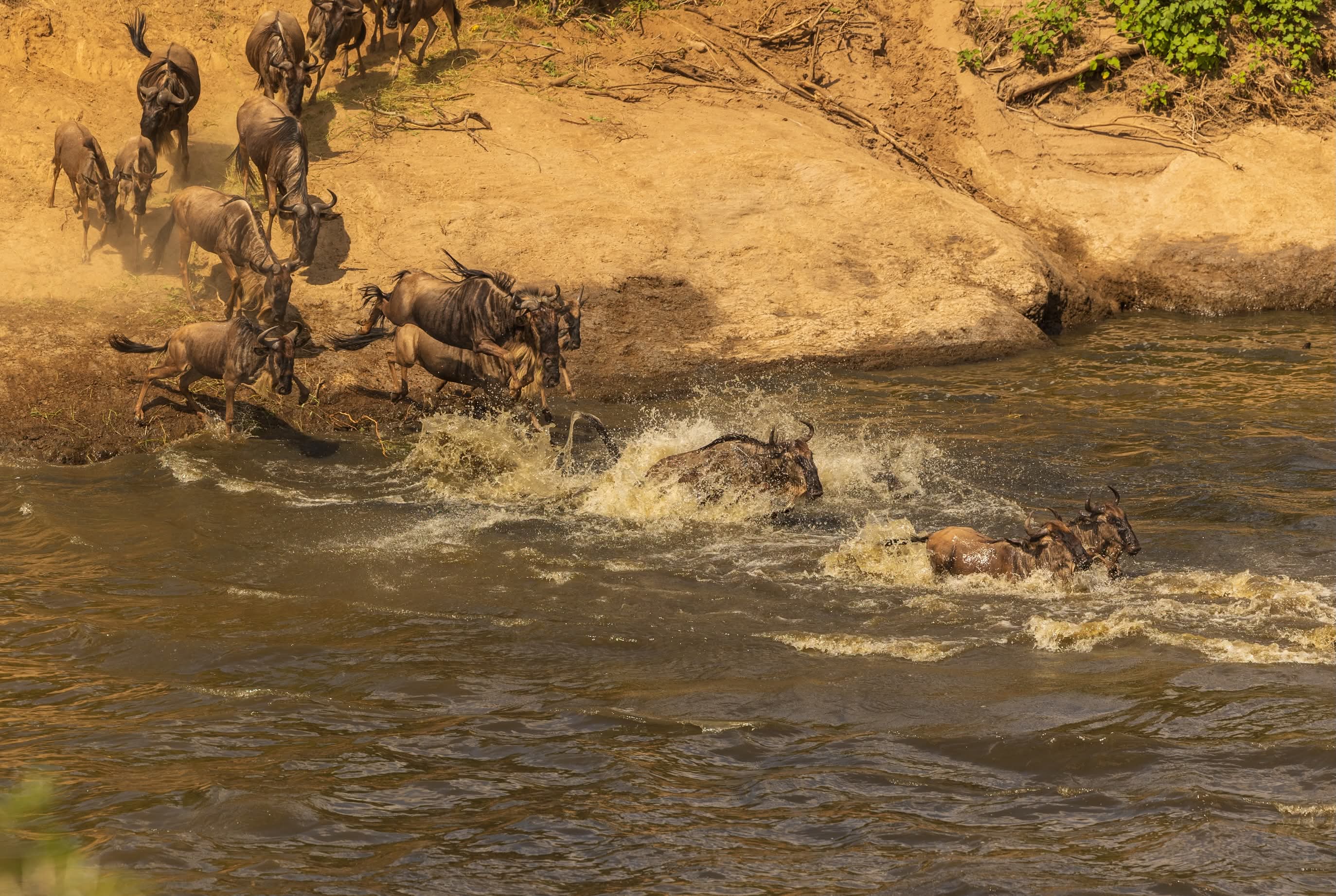 Great Migration Safari Experience in Kenya - Booking Guide
