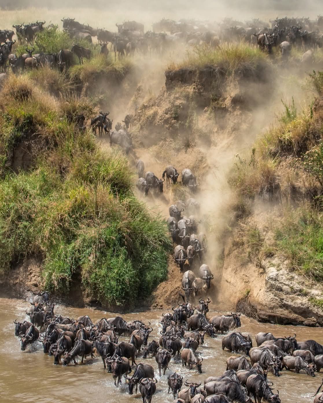 Kenya Safari Experience 2026 | Best Kenya Safari Packages | Phil Travel Safaris