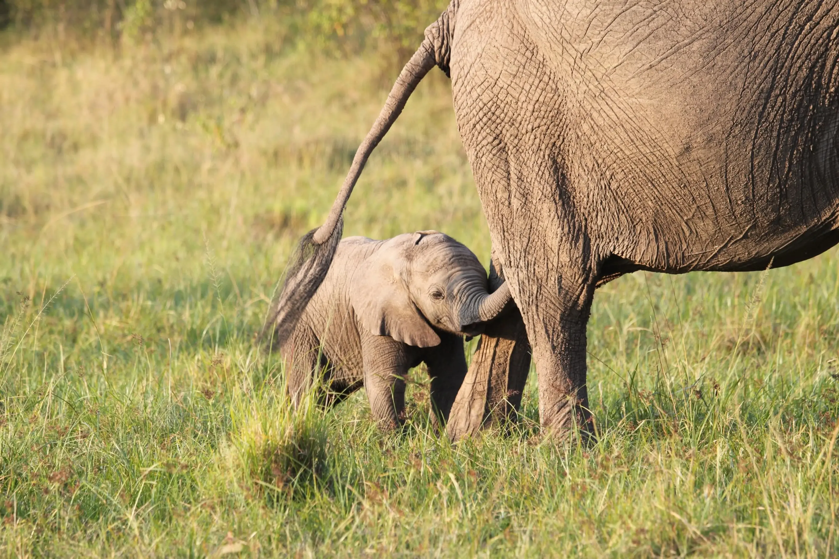 Kenya Wildlife Safari – October 2026: Experience the Ultimate Luxury Safari with Phil Travel Safaris